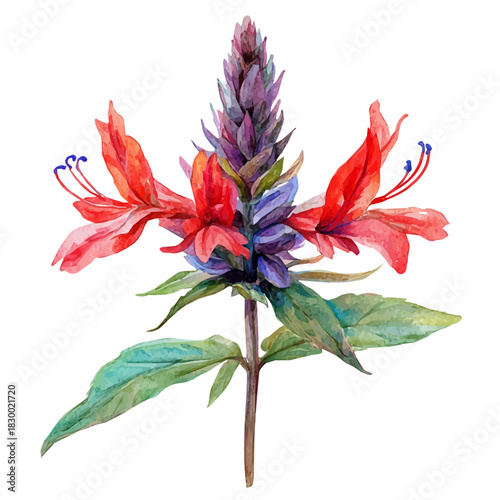 watercolor vector of Bee Balm Flower, isolated on a white background.