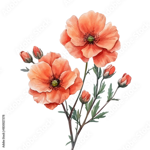Geum Flower, clipart watercolor vector with vivid accents and harmonious tones, isolated on a white background.