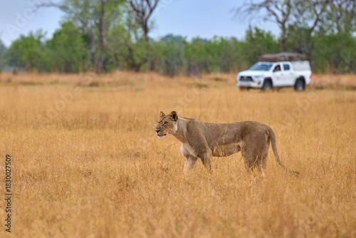 Self-drive safari scene: Lioness walking in tall grass in front of white self-drive safari vehicle in background, Moremi, Botswana