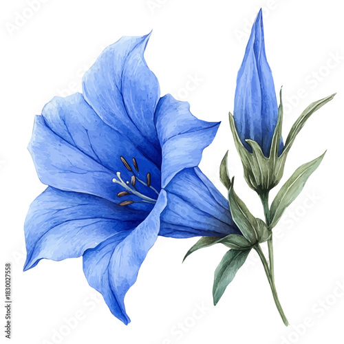 watercolor of Gentian Flower, isolated on a white background.