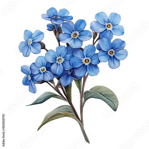 Forget-Me-Not Flower, clipart watercolor vector with vivid accents and harmonious tones, isolated on a white background.