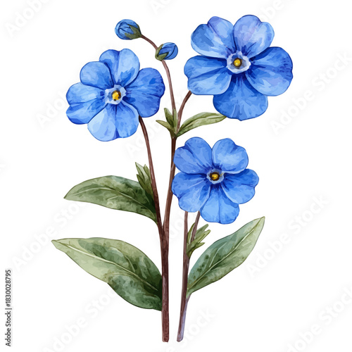 watercolor of Forget-Me-Not Flower, isolated on a white background.