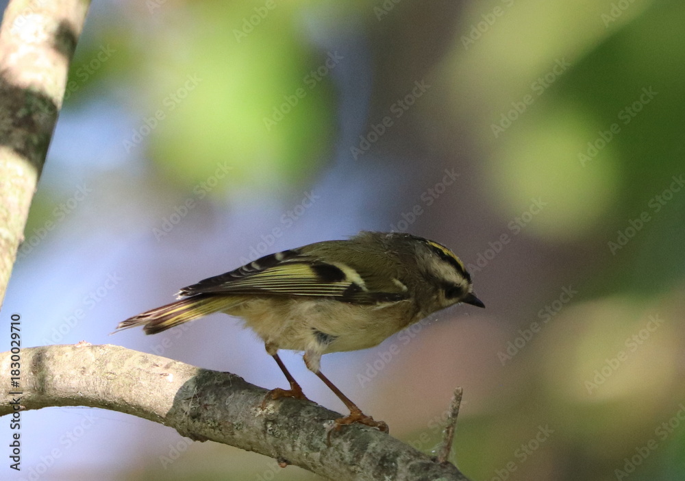 Obraz premium Golden Crowned Kinglet 
