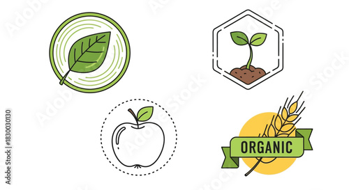 Illustrations of organic leaves fruit wheat and sprouting plants in vector style