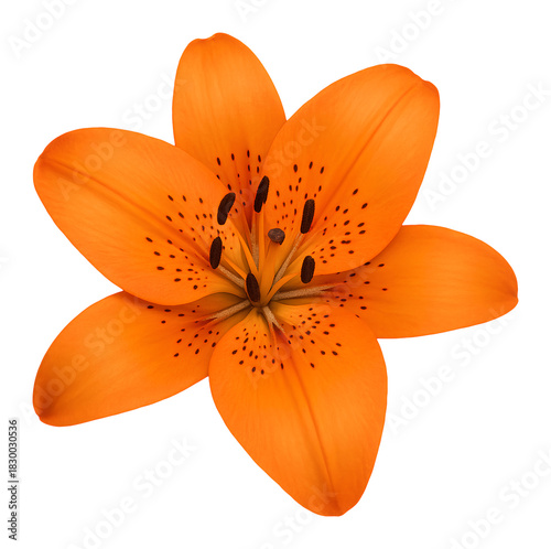 orange lily isolated on transparent background