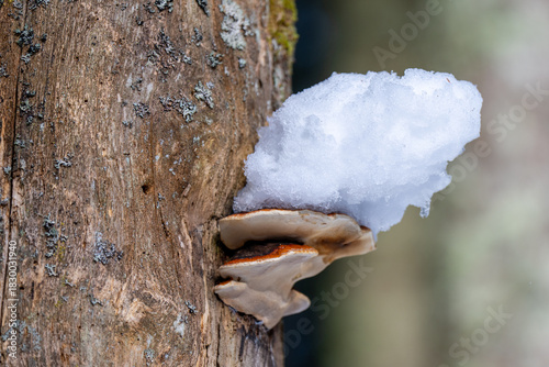 Close-up of a shelf mushroom (bracket fungus) growing on a tree trunk, partially covered by a mound of fresh snow. Focus on winter nature, textures, and forest life.