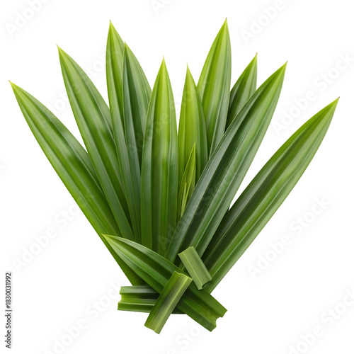 Pandan leaves isolated on black background