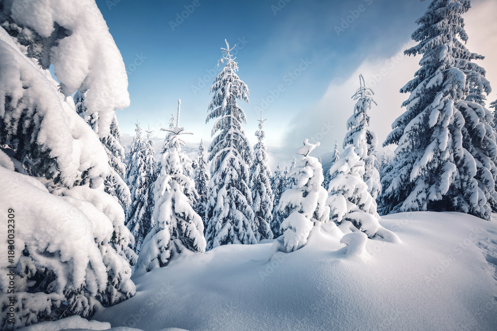 Fototapeta premium Fluffy snow covers the coniferous forest, and frozen spruce trees shine on a frosty day, creating a magical atmosphere.