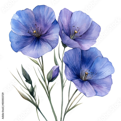Flax Flower, clipart vector in watercolor style with flowing brushwork, isolated on a white background.