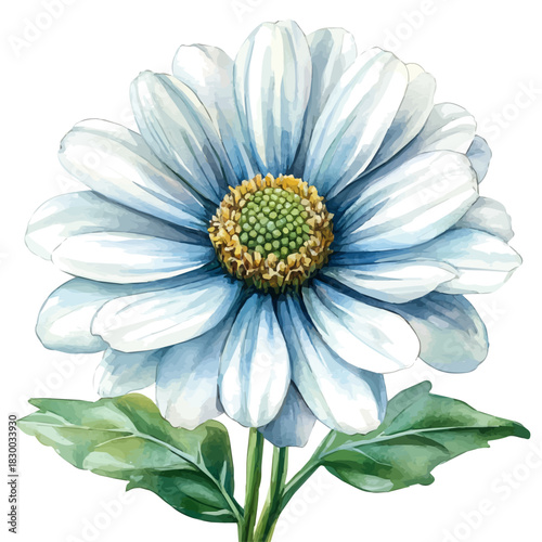 Felicia Flower, clipart vector in watercolor style with flowing brushwork, isolated on a white background.