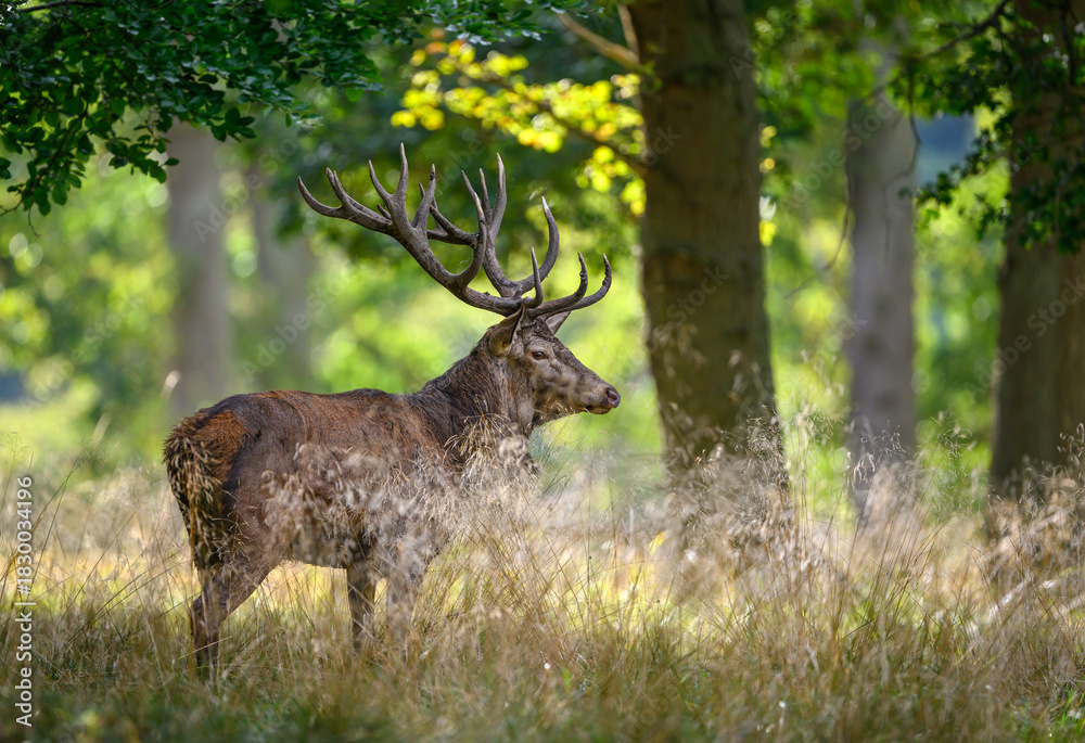 Fototapeta premium Deer male buck ( Cervus elaphus ) during rut