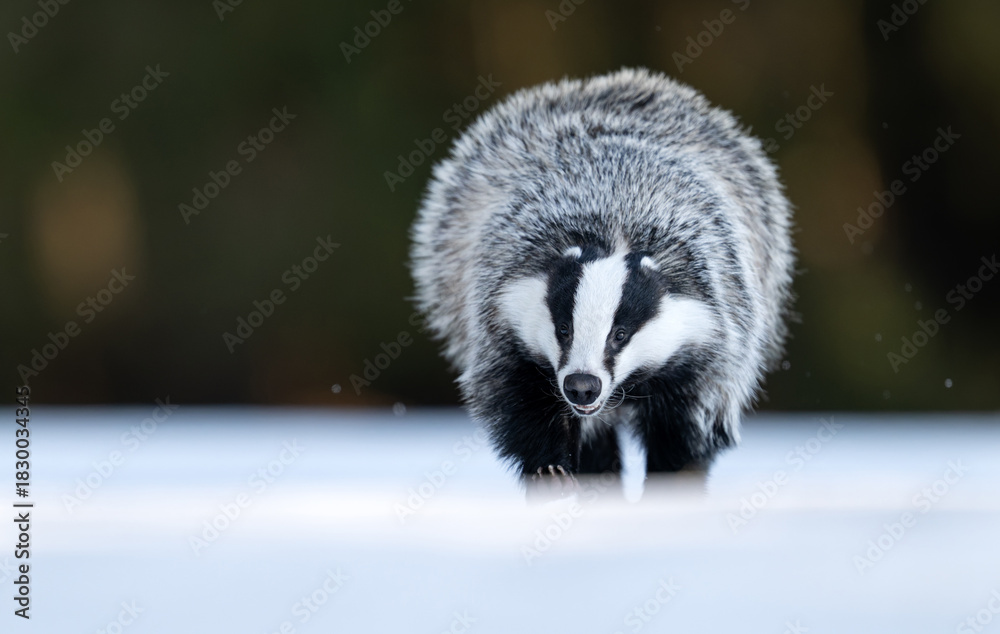 Fototapeta premium Badger close up ( Meles meles )