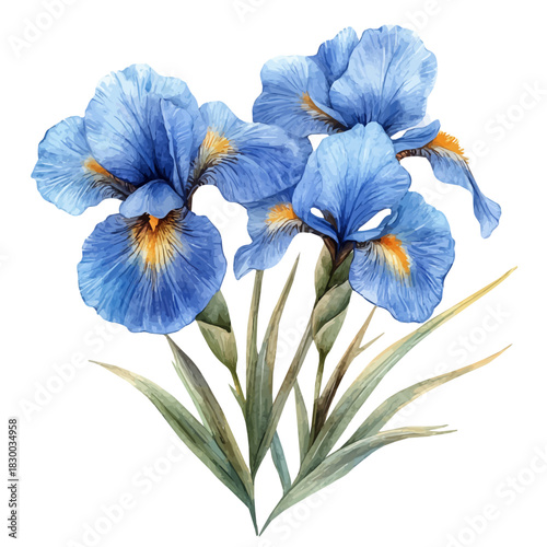 Dutch Iris Flower, clipart watercolor vector with gentle, isolated on a white background.