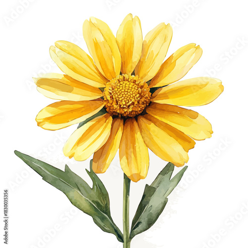 Doronicum Flower, clipart watercolor vector with vivid accents and harmonious tones, isolated on a white background.