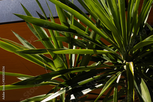 Closeup palm trees on a beautiful sunny day. Tropical city view