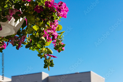 Catharanthus or Madagascar Periwinkle flowers in a pot, on blue sky background with copyspace