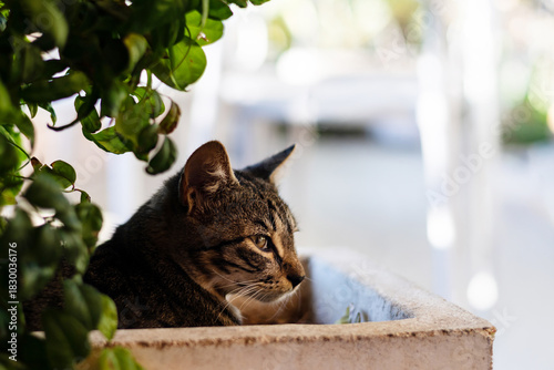 Cute kitten resting in flower pot outdoors on sunny summer day. Adorable cat portrait with copyspace, concept of pet, home, and playful vacation mood