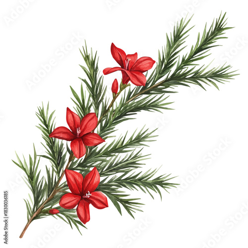 Cypress Vine Flower, clipart watercolor vector with gentle, isolated on a white background.