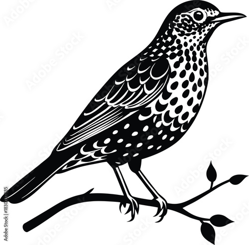 Song Thrush silhouette vector perched on minimal branch