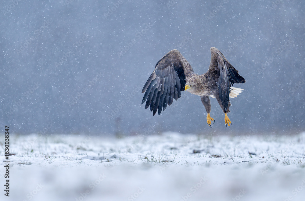 Obraz premium Sea eagle or white tailed eagle ( Haliaeetus albicilla)