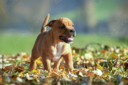 Staffordshire bull terrier puppy walking through autumn leaves