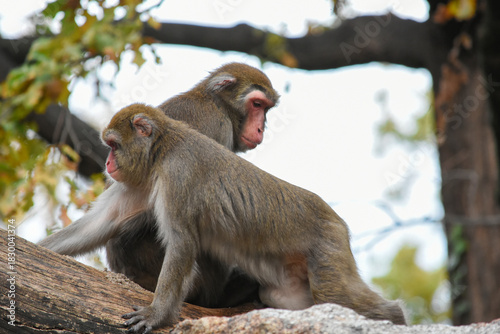 Two macaque monkeys sitting on a tree branch

