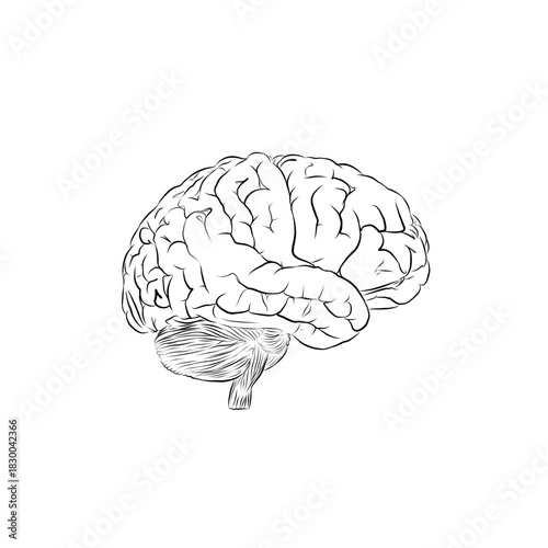 sketch of a human brain on a white background