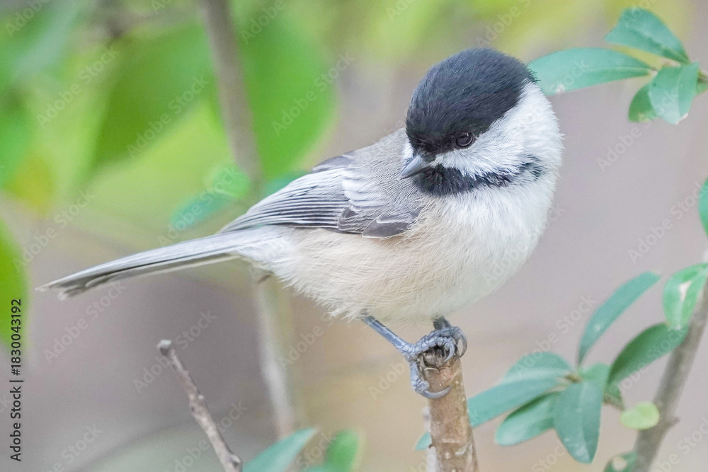 Fototapeta premium Portrait of Chickadee