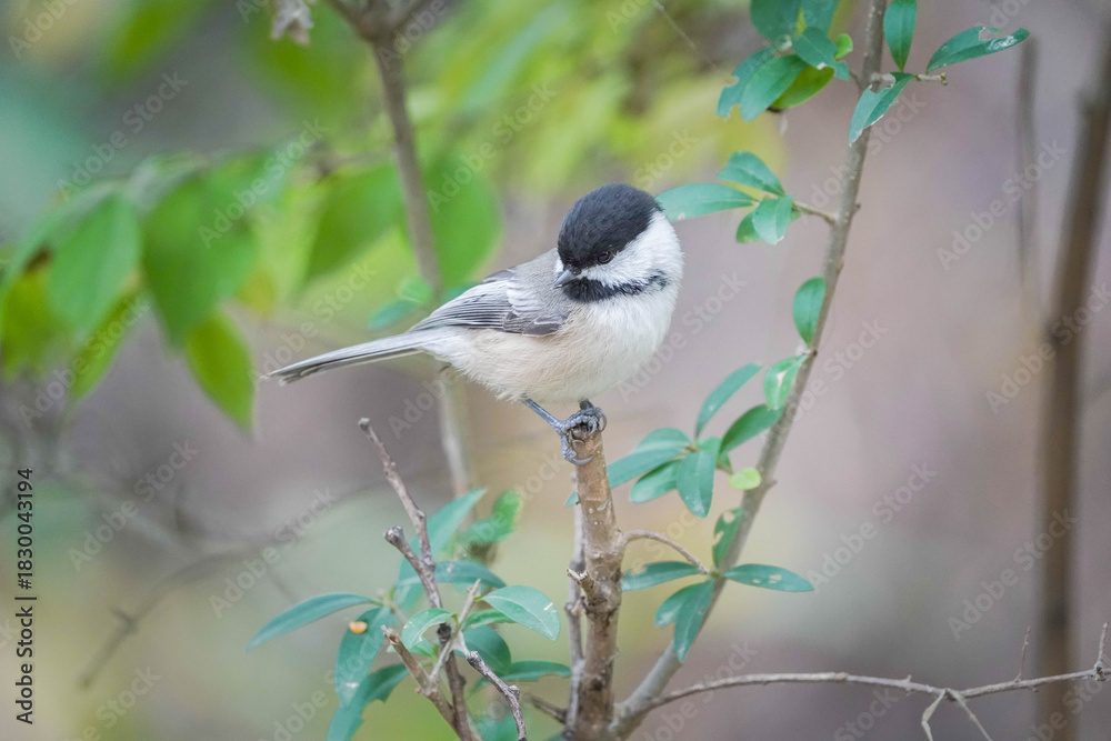 Obraz premium Chickadee 