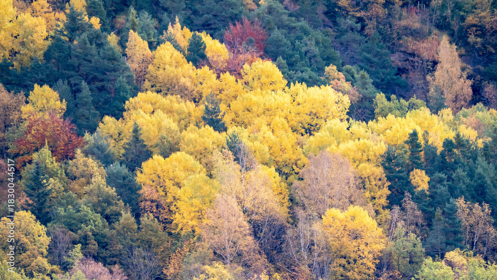 Obraz premium autumn landscape