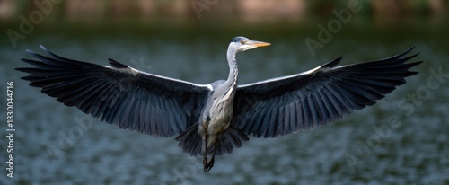 The heron feels powerful as it stretches its wide wings ready to soar.