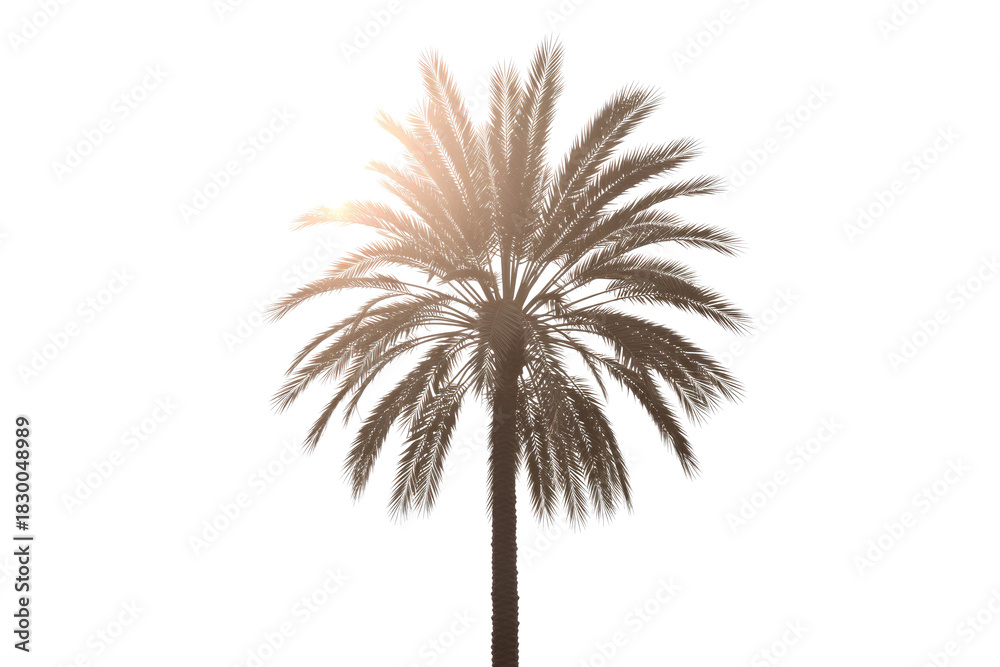 Fototapeta premium A stylized illustration of a date palm tree with brown and beige fronds, centered against a solid dark transparent background. background removed