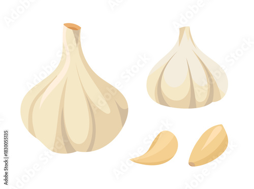 Garlic. Flat vector clipart illustration with isolated background.