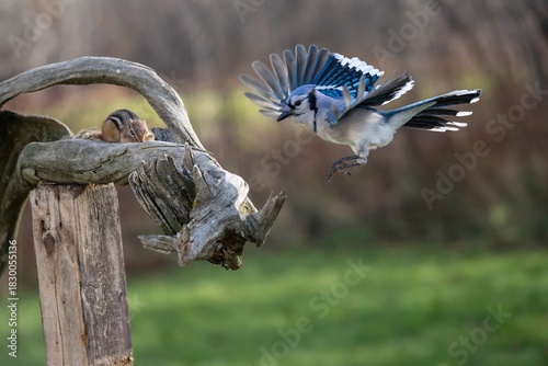 bird in flight blue Jay