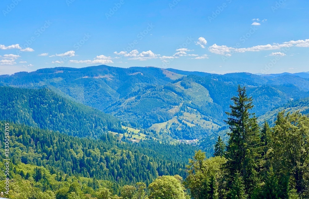 Fototapeta premium forest in the morning in Rarau Mountains