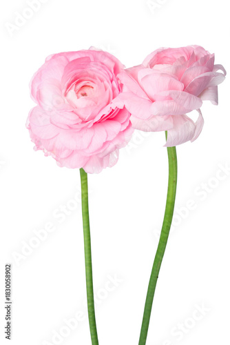 Beautiful pink ranunculus f...