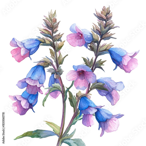Balsam Flower, playful watercolor vector depicting lively antics and expressive gestures, isolated on a white background.