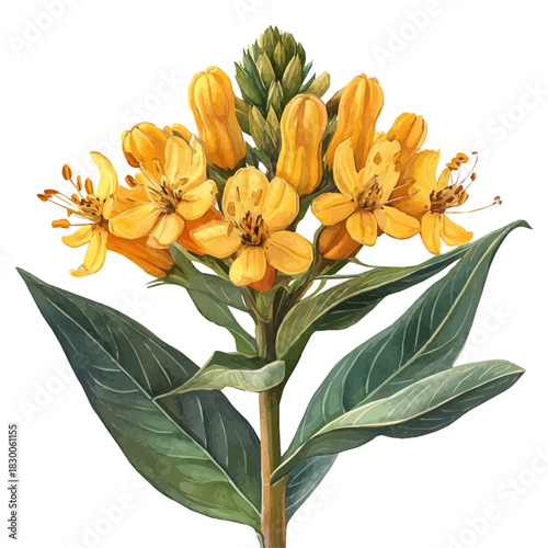 Asclepias Flower, playful watercolor vector depicting lively antics and expressive gestures, isolated on a white background.