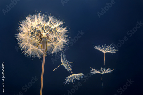 dandelion seeds fly from a flower on a dark blue background. botany and bloom growth propagation.