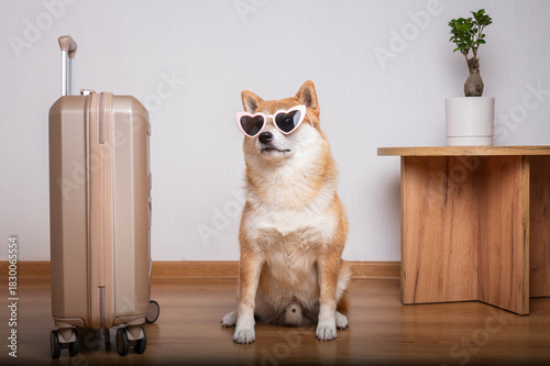 A loyal Shiba Inu dog wearing pink heart-shaped sunglasses sits patiently next to a travel suitcase, ready for a trip.