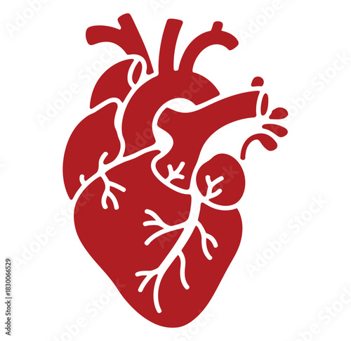Stylized illustration of a human heart with arteries and veins in red.