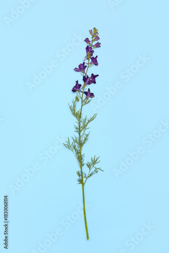 Dried flowers on blue backg...