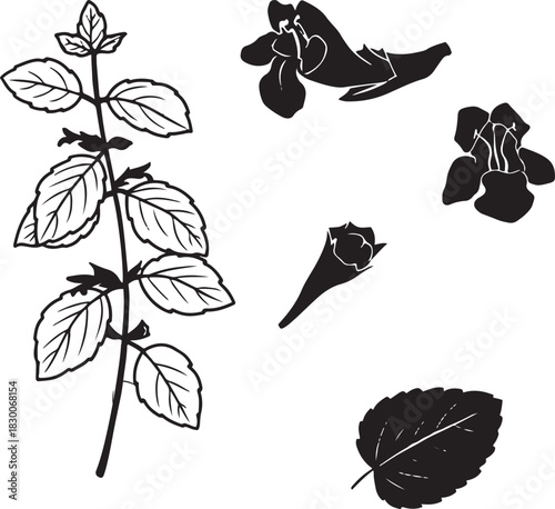 Black and White Botanical Sketch Illustration of Lemon Balm Plant and Leaves