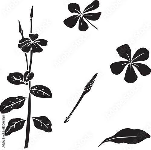 Black and White Botanical Sketch Illustration of Leadwort Flower