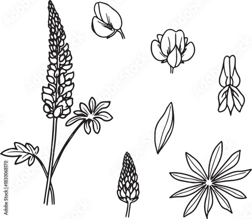 Black and White Botanical Sketch Illustration of Lupine Flower Spike