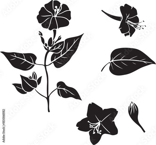 Black and White Botanical Sketch Illustration of Mirabilis (Four O’Clock Flower)