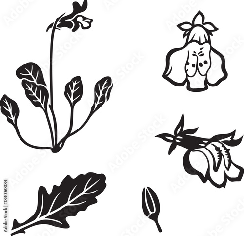 Black and White Botanical Sketch Illustration of Mazus Flower