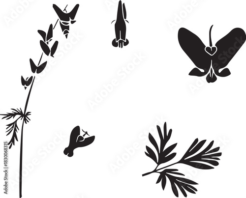 Black and White Botanical Sketch Illustration of Dutchman’s Breeches Flower