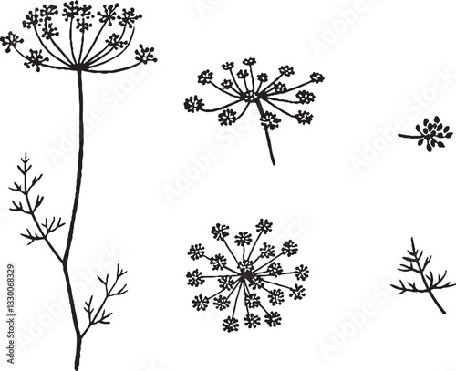 Black and White Botanical Sketch Illustration of Fennel Plant and Flowers