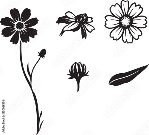 Black and White Botanical Sketch Illustration of Coreopsis Flower